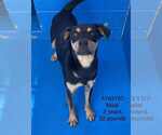 Small Chihuahua Mix