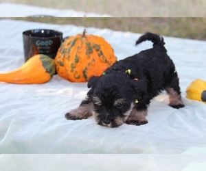 Miniature Schnauzzie-Yorkshire Terrier Mix Puppy for sale in PATASKALA, OH, USA