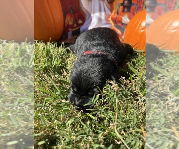 Medium Photo #9 Labrador Retriever Puppy For Sale in NEOLA, WV, USA