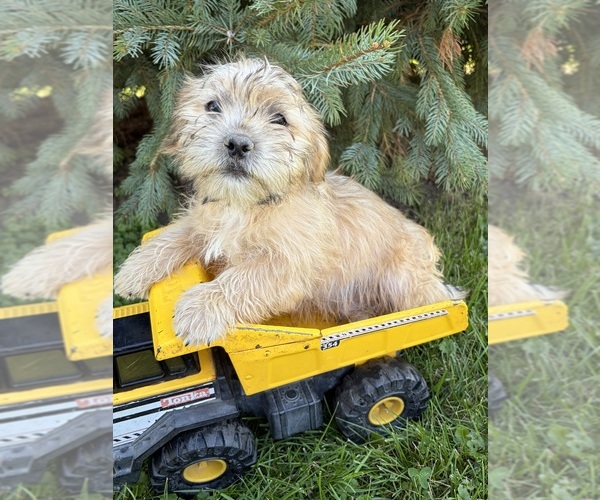 Medium Photo #1 Shorkie Tzu Puppy For Sale in MIDDLEBURY, IN, USA