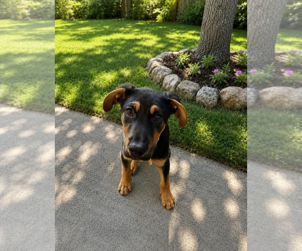 Medium Photo #9 German Pinscher-Rottweiler Mix Puppy For Sale in Sandy, UT, USA