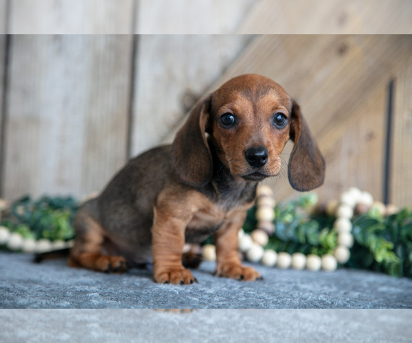 Medium Photo #2 Dachshund Puppy For Sale in GREENWICH, OH, USA