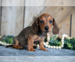 Small #1 Dachshund