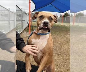 Black Mouth Cur-Boxer Mix Dogs for adoption in Louisville, KY, USA