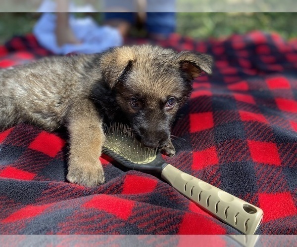 Medium Photo #3 German Shepherd Dog Puppy For Sale in GALENA, MO, USA
