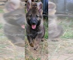 Small Photo #7 German Shepherd Dog Puppy For Sale in SUGAR LAND, TX, USA