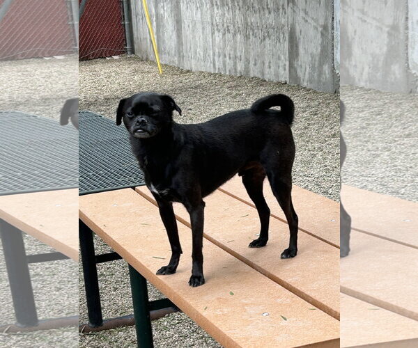 Medium Photo #3 Pug-Unknown Mix Puppy For Sale in Mission Viejo, CA, USA