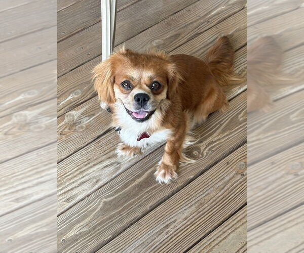 Medium Photo #1 Pekingese-Unknown Mix Puppy For Sale in Boston, MA, USA