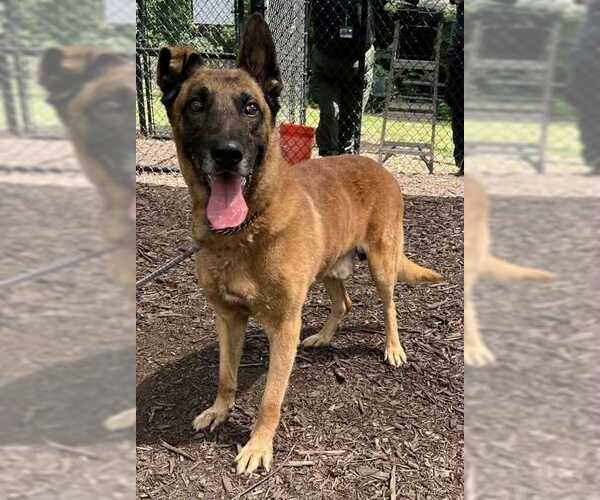 Medium Photo #2 Mutt Puppy For Sale in Imlay City, MI, USA