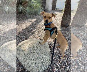 Chihuahua Dogs for adoption in Menifee, CA, USA