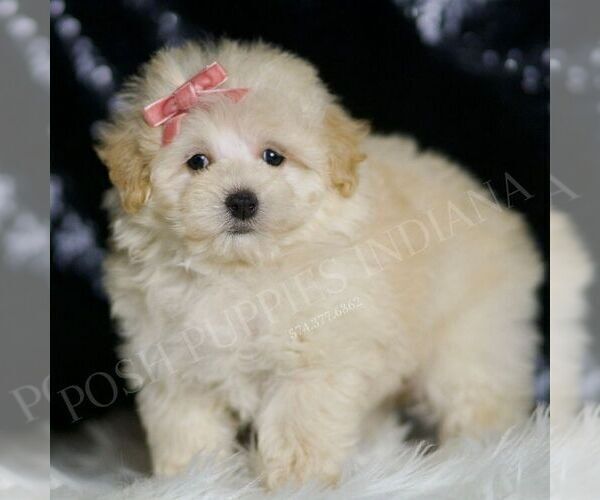 Medium Photo #5 Maltipoo Puppy For Sale in WARSAW, IN, USA