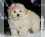 Small #4 Maltipoo