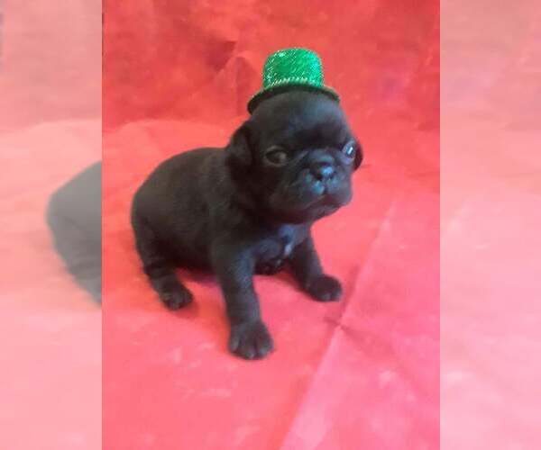 Medium Photo #1 Pug Puppy For Sale in SIDNEY, OH, USA