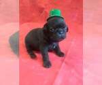 Small Photo #1 Pug Puppy For Sale in SIDNEY, OH, USA