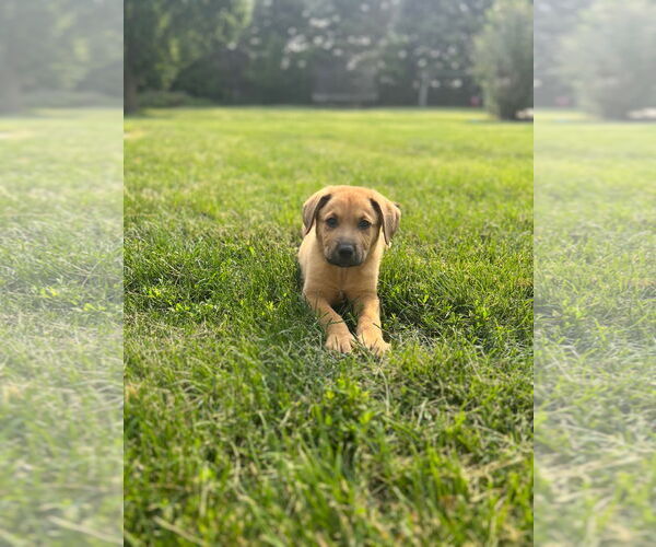 Medium Photo #1 Sheprador Puppy For Sale in Plainfield, IL, USA