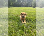 Small Sheprador