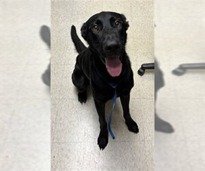 Great Dane-Labrador Retriever Mix Dogs for adoption in Plano, TX, USA
