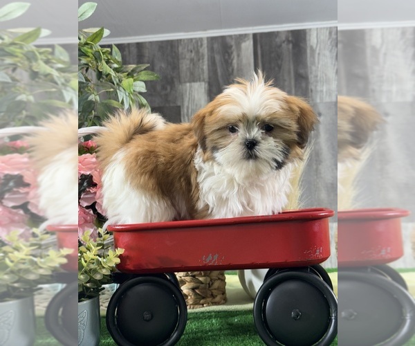Medium Photo #1 Shih Tzu Puppy For Sale in CANOGA, NY, USA