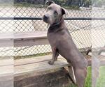 Small #2 Blue Lacy