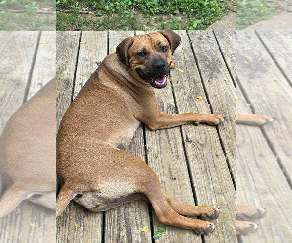 Medium Photo #1 Boxer-Unknown Mix Puppy For Sale in Burnsville, MN, USA