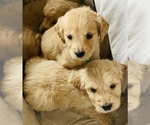 Small Photo #3 Goldendoodle Puppy For Sale in WEST ALEXANDRIA, OH, USA