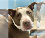 Small #26 American Pit Bull Terrier-Labrador Retriever Mix