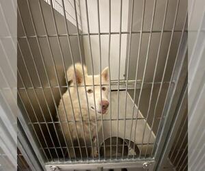 American Eskimo Dog Dogs for adoption in Modesto, CA, USA