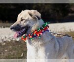 Small Photo #18 Anatolian Shepherd Puppy For Sale in Higley, AZ, USA