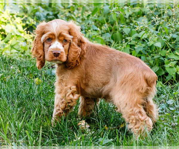 Medium Photo #38 Cocker Spaniel Puppy For Sale in WAKARUSA, IN, USA