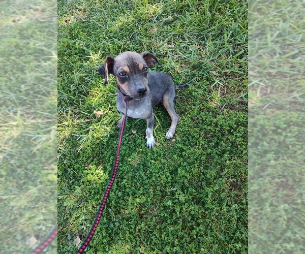 Medium Photo #4 Mutt Puppy For Sale in New York, NY, USA