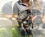 Small Labrador Retriever