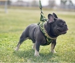Small Photo #1 French Bulldog Puppy For Sale in BAKERSFIELD, CA, USA