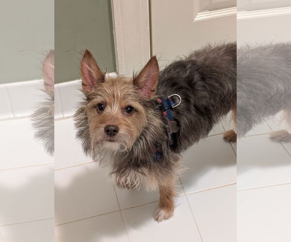 Medium Photo #7 Chihuahua-Unknown Mix Puppy For Sale in Greensboro, NC, USA