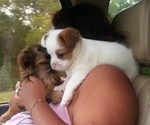 Small Photo #10 Shih-Poo Puppy For Sale in SAN ANTONIO, TX, USA