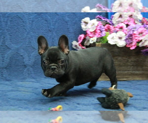French Bulldog Puppy for sale in HICKORY, NC, USA