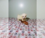Small #1 Maltese