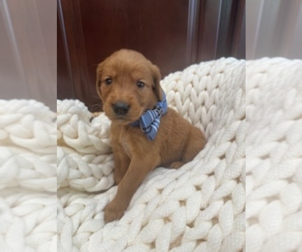 Medium Photo #8 Golden Retriever Puppy For Sale in AUMSVILLE, OR, USA