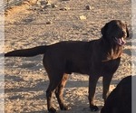 Small Photo #1 Labrador Retriever Puppy For Sale in COLCORD, OK, USA