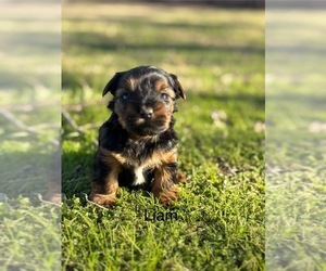 Yorkshire Terrier Puppy for sale in HILLSBORO, TX, USA