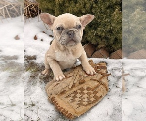 French Bulldog Puppy for sale in MIDDLEBURY, IN, USA