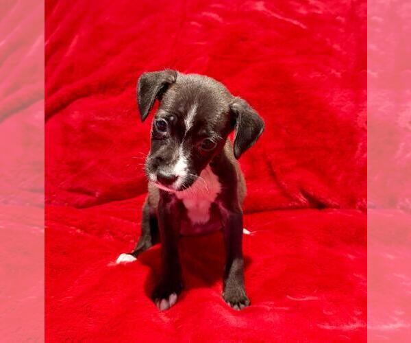 Medium Photo #1 Labrador Retriever-Unknown Mix Puppy For Sale in Plainfield, IL, USA