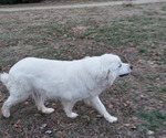 Small #5 Great Pyrenees