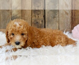 Goldendoodle (Miniature) Puppy for sale in MOUNT DORA, FL, USA