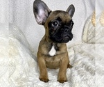Small Photo #13 French Bulldog Puppy For Sale in BOTHELL, WA, USA