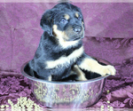 Small Photo #15 Rottweiler Puppy For Sale in HEMINGWAY, SC, USA