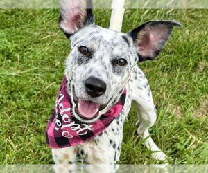 Mutt Dogs for adoption in Pueblo, CO, USA