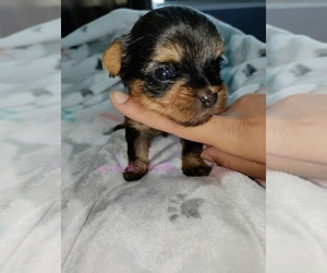 Yorkshire Terrier Puppy for sale in ROSENBERG, TX, USA