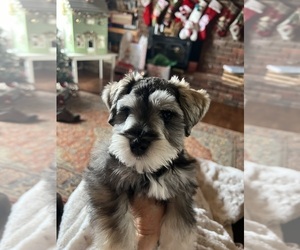 Schnauzer (Miniature) Puppy for sale in ELK GROVE, CA, USA