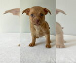 Small Photo #3 Chihuahua-Unknown Mix Puppy For Sale in Studio City, CA, USA