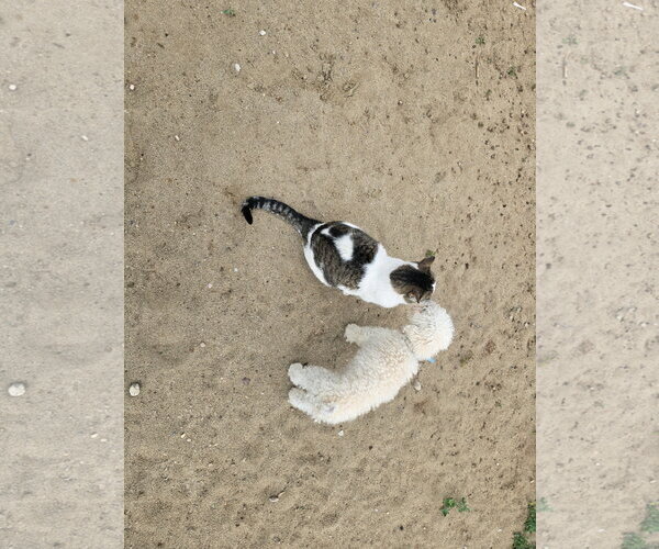 Medium Photo #11 Mutt Puppy For Sale in Sandy, UT, USA